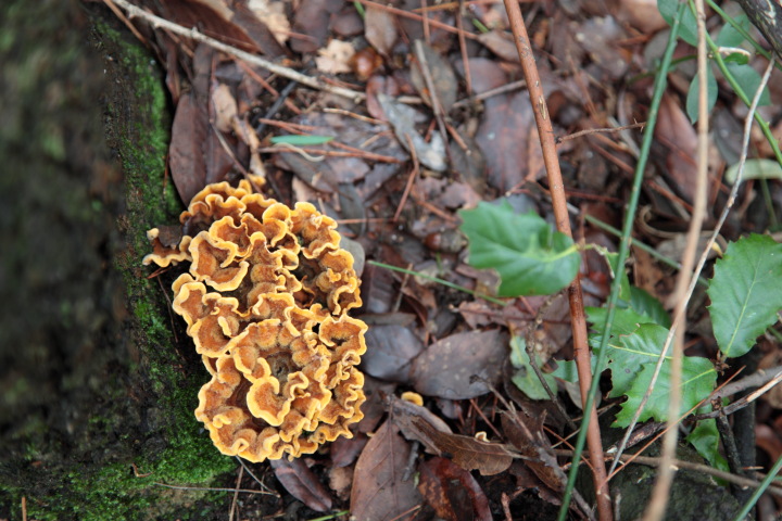 Ritrovamenti di oggi